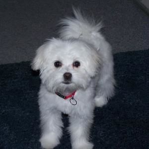 Meet your Posher, Ann